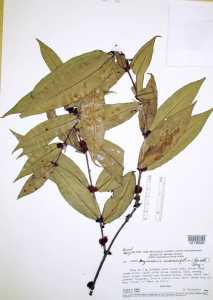 Image of Myrciaria vismeifolia