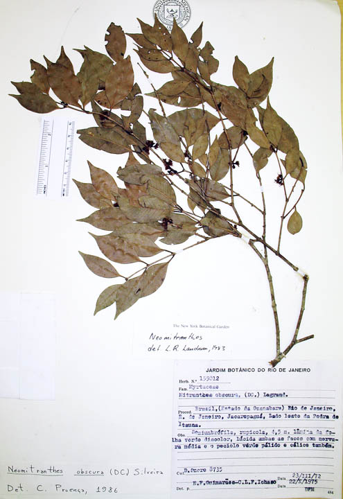 Neomitranthes image