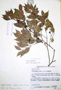 Image of Neomitranthes obscura