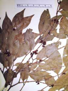 Neomitranthes obscura image