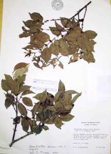 Neomitranthes obscura image