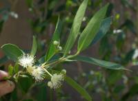 Myrcianthes cisplatensis image