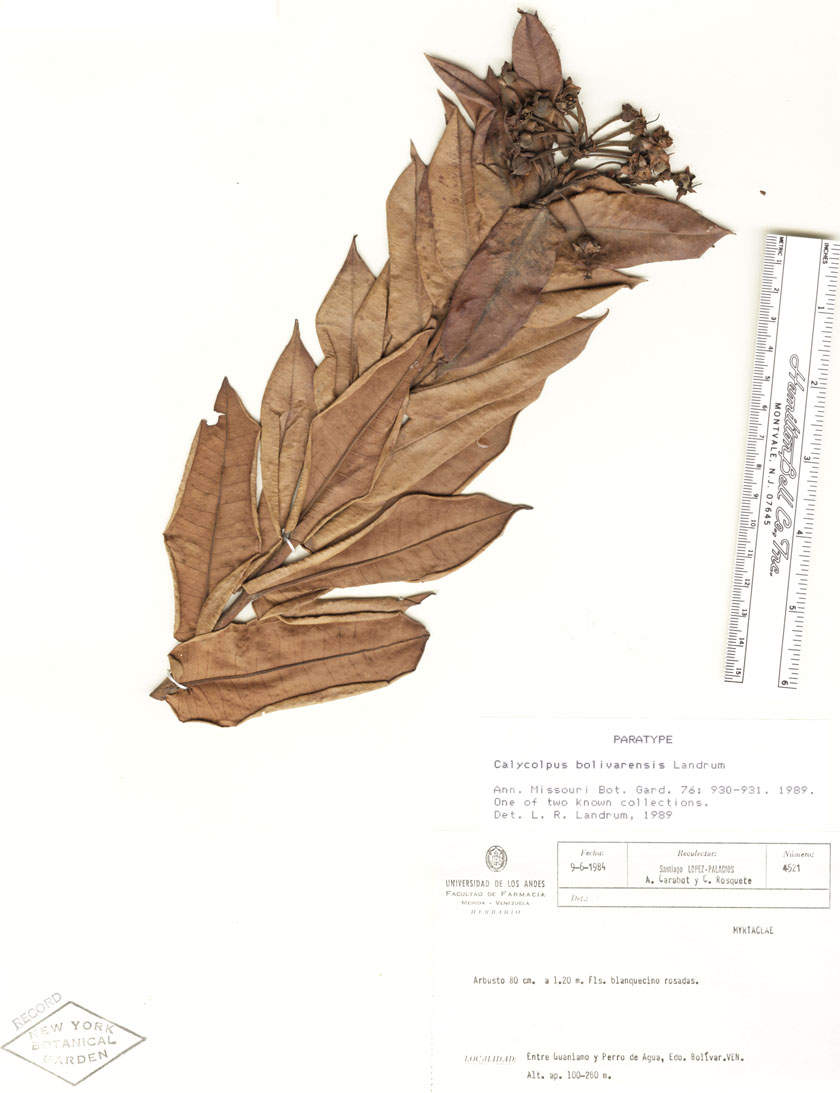 Calycolpus bolivarensis image