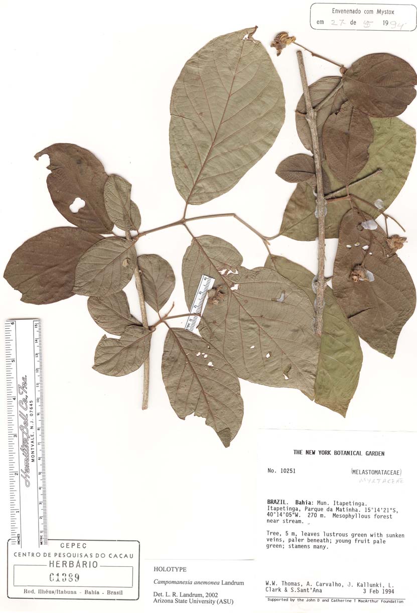 Campomanesia anemonea image