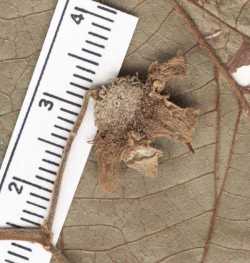 Campomanesia anemonea image