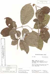 Image of Campomanesia anemonea
