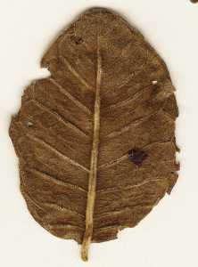 Psidium fulvum image