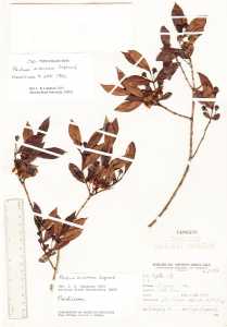 Psidium missionum image
