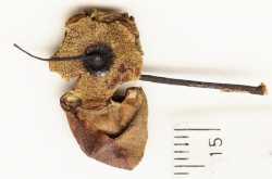 Psidium rostratum image
