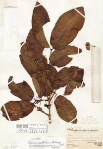 Psidium rostratum image