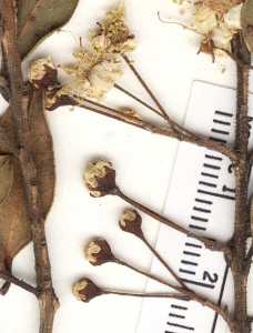 Amomyrtus luma image