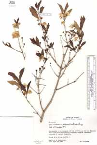 Image of Campomanesia adamantium