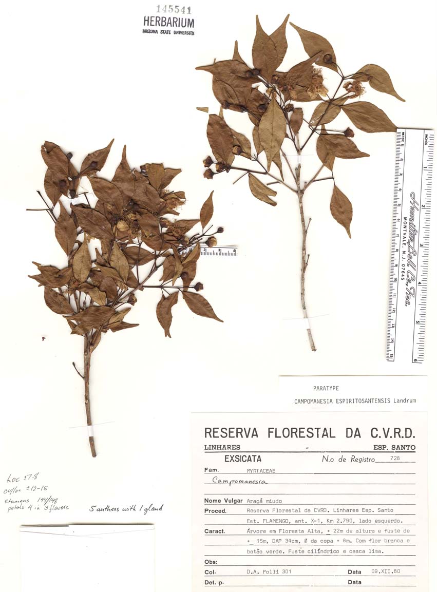 Campomanesia image