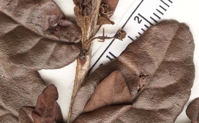 Campomanesia eugenioides var. desertorum image