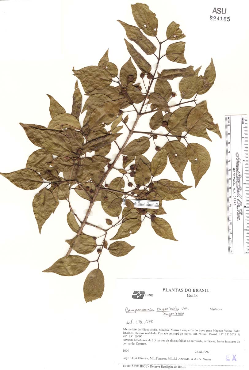 Campomanesia eugenioides image