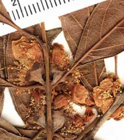 Campomanesia guaviroba image
