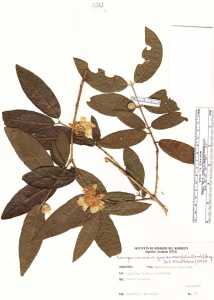 Campomanesia guazumifolia image