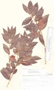 Image of Campomanesia hirsuta