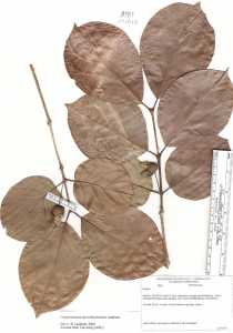 Campomanesia neriiflora image