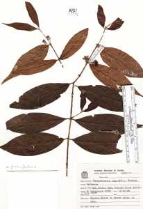 Campomanesia laurifolia image