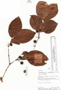 Campomanesia lineatifolia image