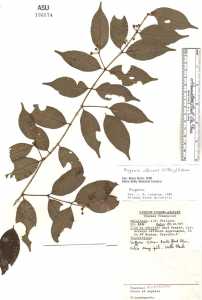 Media resource of Eugenia albicans