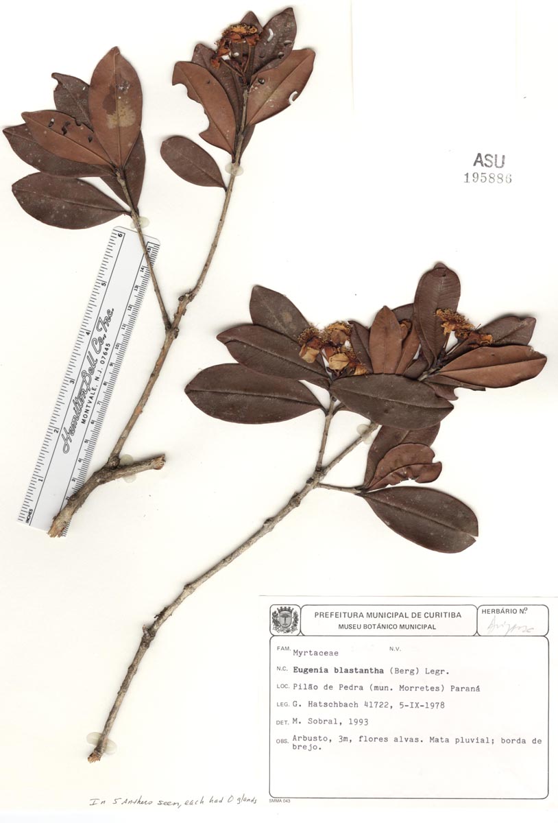 Eugenia blastantha image