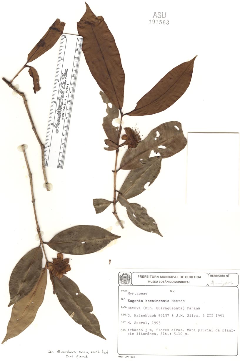 Eugenia image