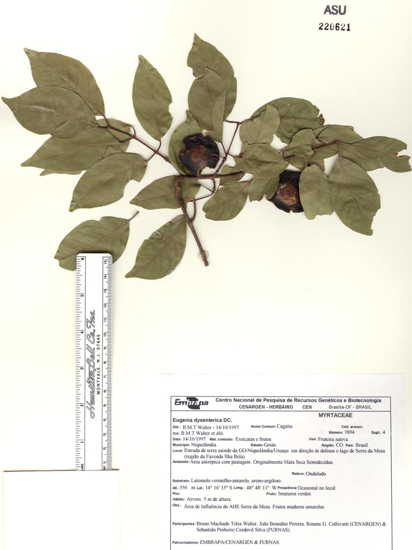 Eugenia dysenterica image