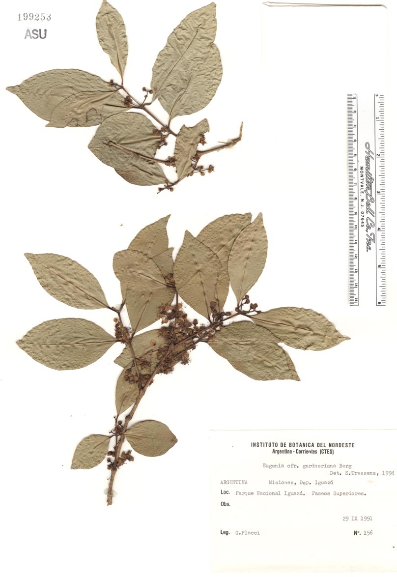 Eugenia florida image