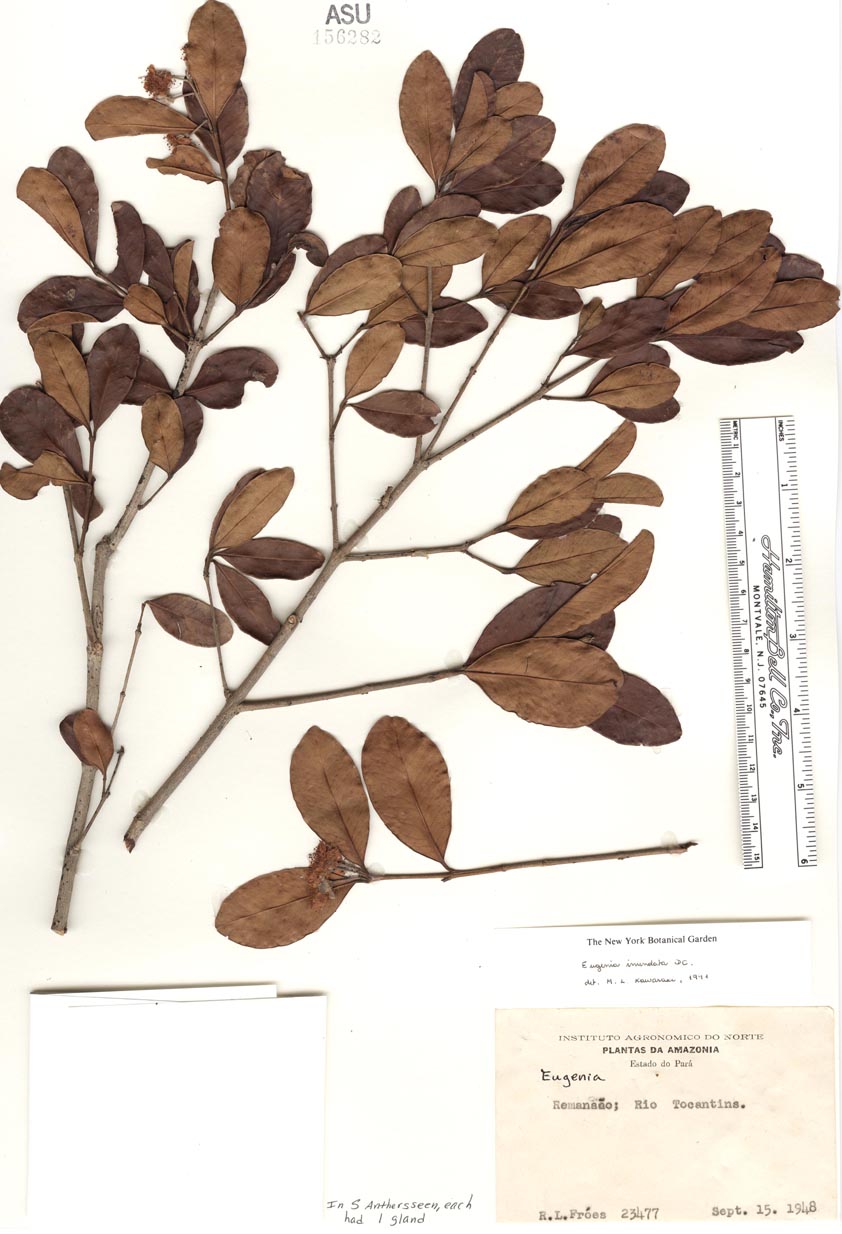 Eugenia inundata image