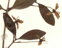 Eugenia ligustrina image