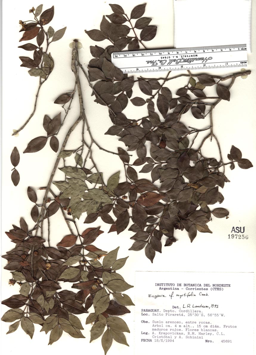 Eugenia myrtifolia image