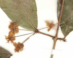 Eugenia patrisii image