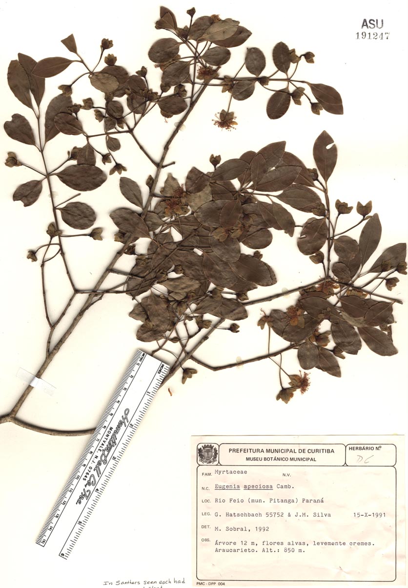 Eugenia speciosa image