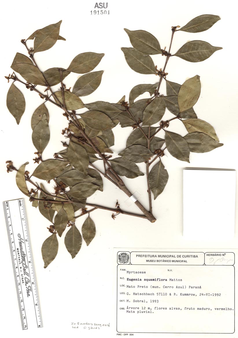 Eugenia squamiflora image