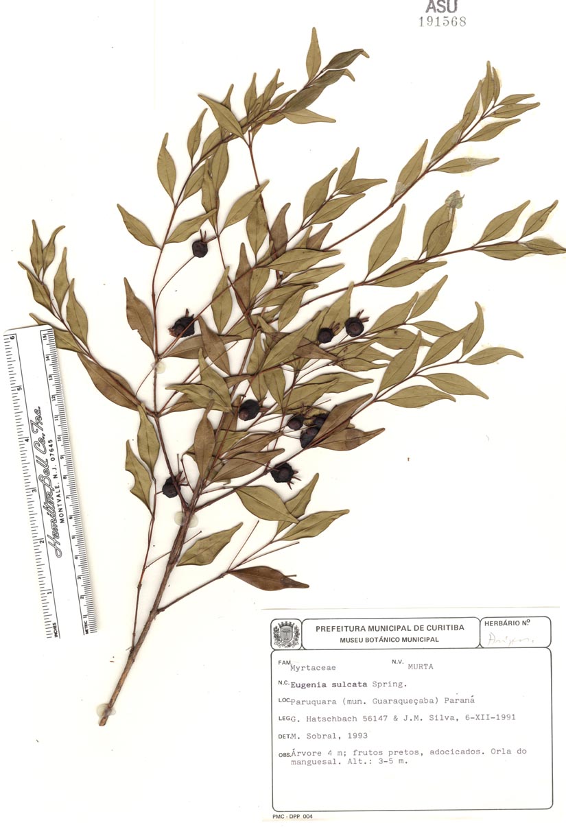 Eugenia sulcata image