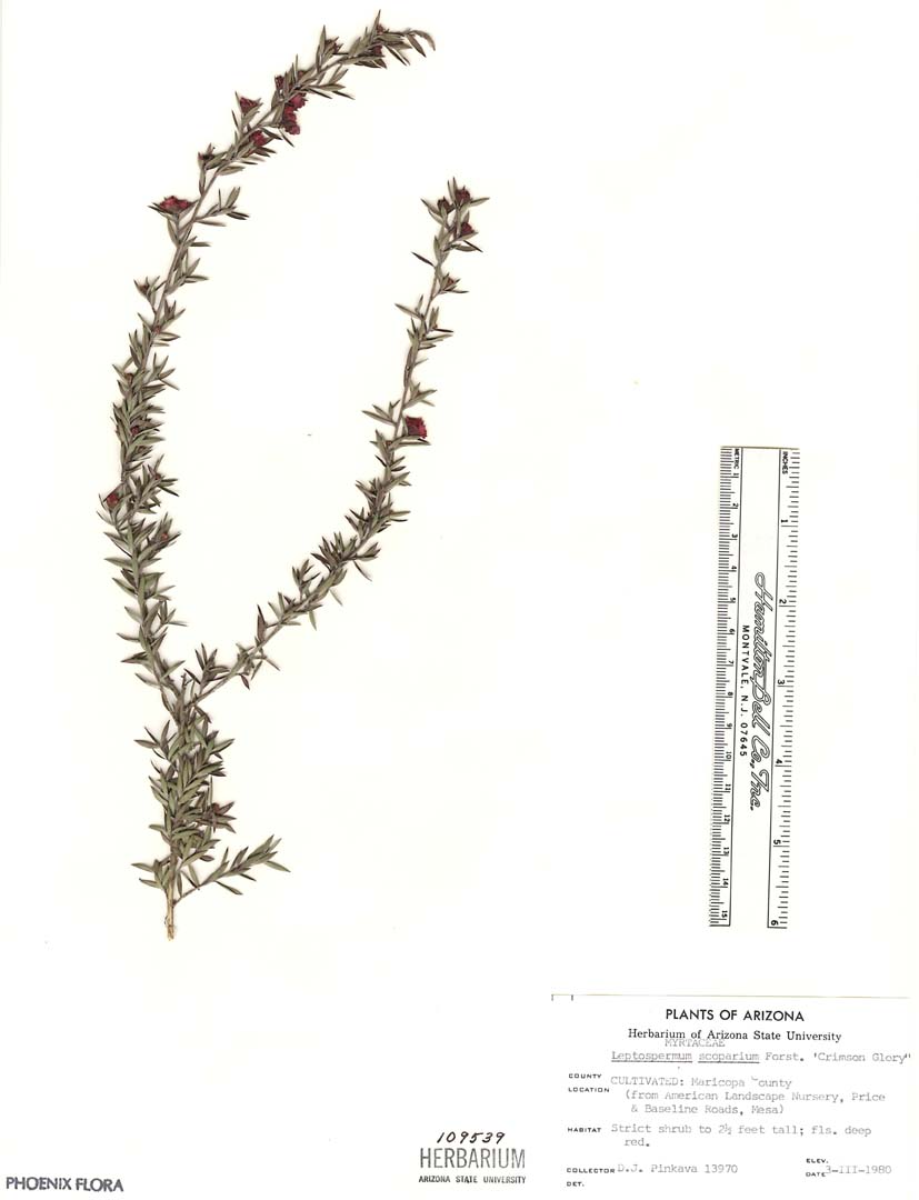 Leptospermum image