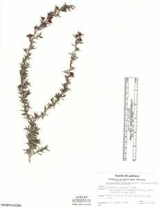 Image of Leptospermum scoparium