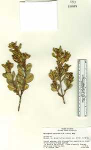 Image of Myrceugenia correifolia