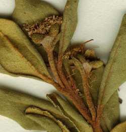Myrceugenia correifolia image