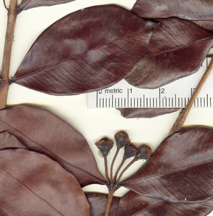 Calycolpus calophyllus image