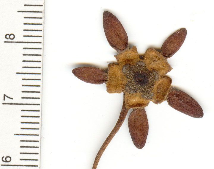 Calycolpus moritzianus image