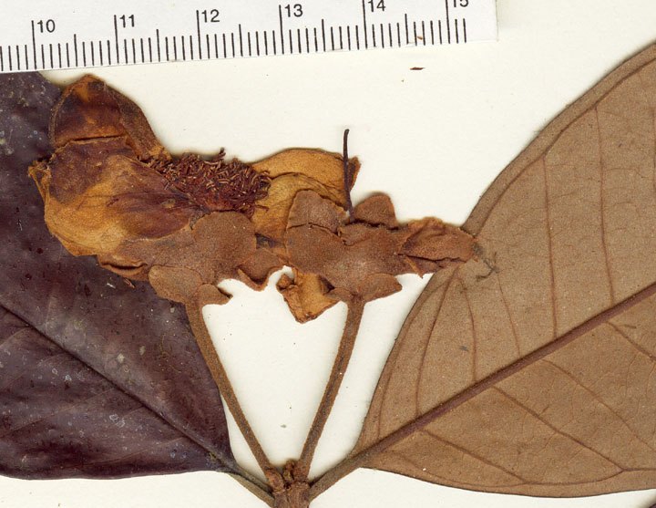 Calycolpus surinamensis image