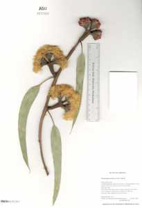 Image of Eucalyptus erythrocorys
