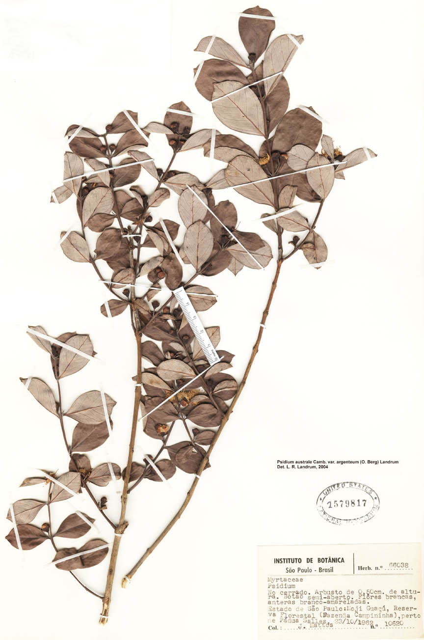 Psidium australe var. argenteum image