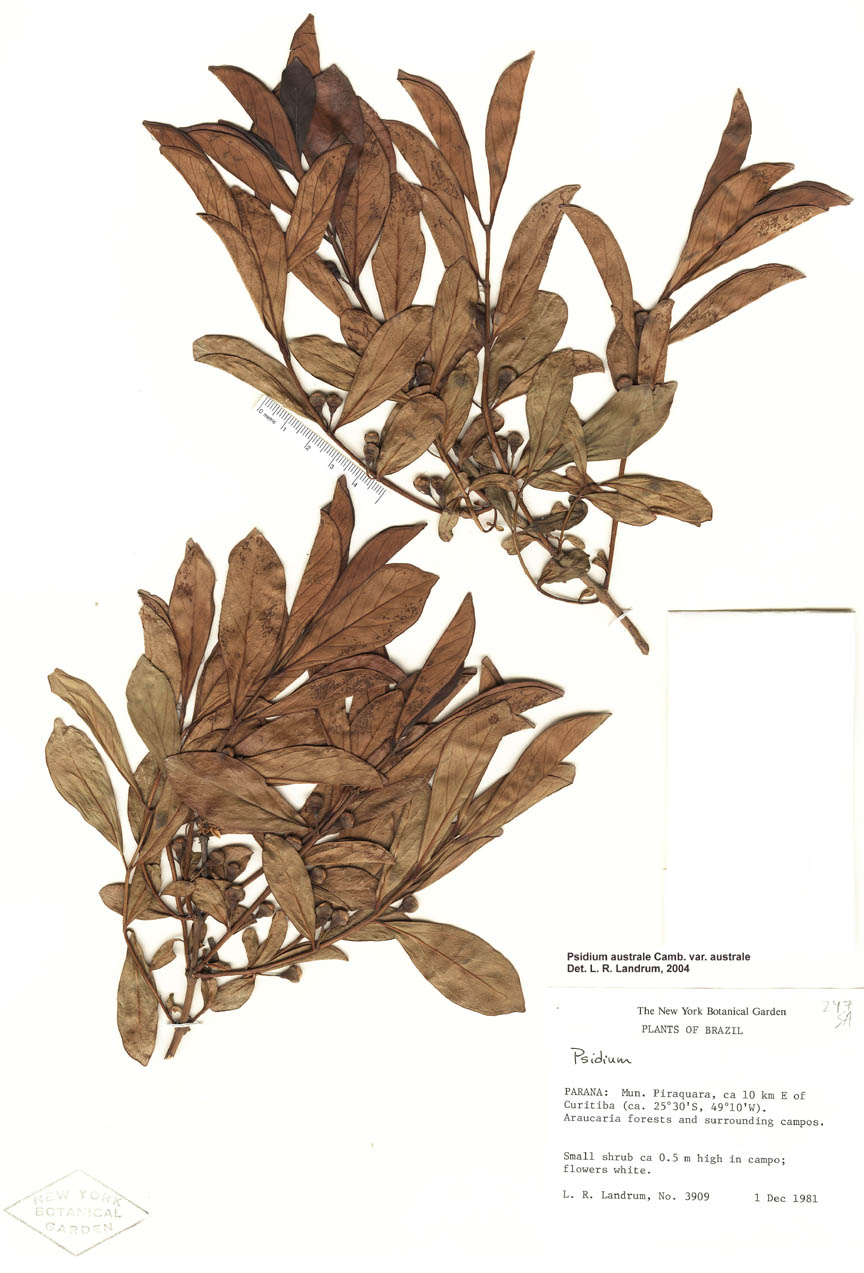 Psidium australe image