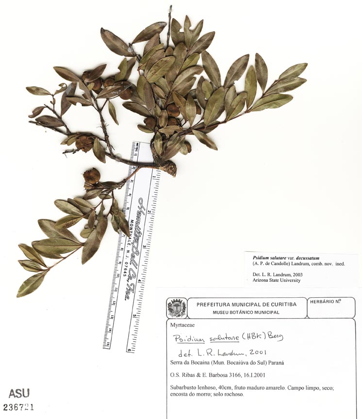 Psidium salutare var. decussatum image