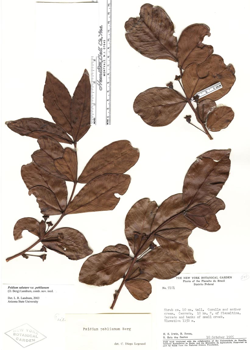 Myrtaceae image