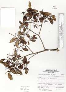 Psidium pedicellatum image